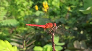 Canlı kırmızı bir yusufçuk güneş ışığı altında bir yaprağın üzerinde dinlenir. Hassas kanatları doğanın ritminde sükunetin zarif bir sembolünü parıldatır.
