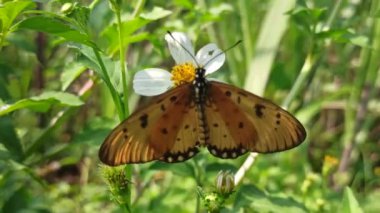 Sabah karanlığında, kelebekler çiçek açan çalıların arasında zarif bir şekilde dans eder, canlı bahçe sahnesine huzur verici bir cazibe getirirler.