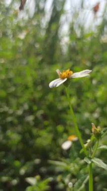 Sabah karanlığında, kelebekler çiçek açan çalıların arasında zarif bir şekilde dans eder, canlı bahçe sahnesine huzur verici bir cazibe getirirler.