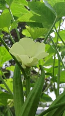 Soluk sarı yapraklar ve koyu kırmızı bir merkezle güzel açan bamya çiçekleri tropikal sebze bitkilerinin cazibesini gösteriyor..