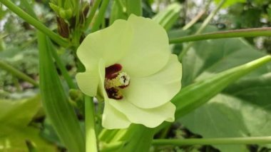 Soluk sarı yapraklar ve koyu kırmızı bir merkezle güzel açan bamya çiçekleri tropikal sebze bitkilerinin cazibesini gösteriyor..