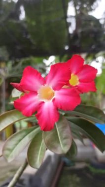 Güzel Frangipani (Plumeria) çiçekleri yumuşak yapraklar ve tatlı bir koku ile açar, barışı ve tropikal güzelliği sembolize eder.