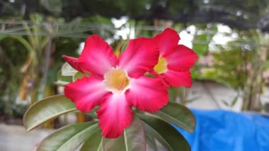 Güzel Frangipani (Plumeria) çiçekleri yumuşak yapraklar ve tatlı bir koku ile açar, barışı ve tropikal güzelliği sembolize eder.