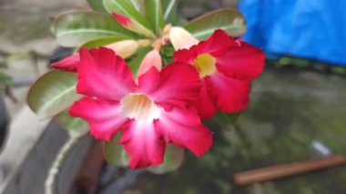 Güzel Frangipani (Plumeria) çiçekleri yumuşak yapraklar ve tatlı bir koku ile açar, barışı ve tropikal güzelliği sembolize eder.