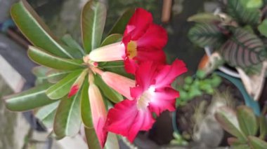 Güzel Frangipani (Plumeria) çiçekleri yumuşak yapraklar ve tatlı bir koku ile açar, barışı ve tropikal güzelliği sembolize eder.