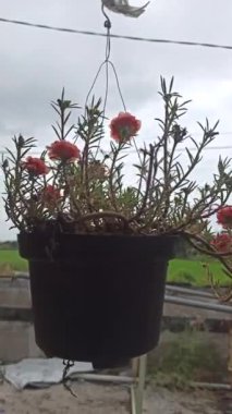 Yosun gülü güneş ışığıyla aydınlanmış alanlarda ışıl ışıl açar, canlı, gül benzeri çiçekler ve sulu yapraklar sergilenir, sıcak, kuraklığa dayanıklı bahçeler için mükemmeldir.