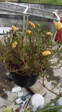 Yosun gülü güneş ışığıyla aydınlanmış alanlarda ışıl ışıl açar, canlı, gül benzeri çiçekler ve sulu yapraklar sergilenir, sıcak, kuraklığa dayanıklı bahçeler için mükemmeldir.