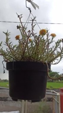 Yosun gülü güneş ışığıyla aydınlanmış alanlarda ışıl ışıl açar, canlı, gül benzeri çiçekler ve sulu yapraklar sergilenir, sıcak, kuraklığa dayanıklı bahçeler için mükemmeldir.