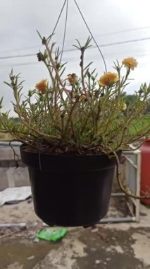 Yosun gülü güneş ışığıyla aydınlanmış alanlarda ışıl ışıl açar, canlı, gül benzeri çiçekler ve sulu yapraklar sergilenir, sıcak, kuraklığa dayanıklı bahçeler için mükemmeldir.