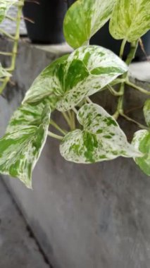 Altın sazanlar, kalp şeklinde yaprakları olan, kolay bakımı, hava arındırıcı özellikleri ve zarif asmaları ile bilinen popüler bir kapalı mekan bitkisidir.