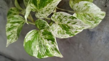 Altın sazanlar, kalp şeklinde yaprakları olan, kolay bakımı, hava arındırıcı özellikleri ve zarif asmaları ile bilinen popüler bir kapalı mekan bitkisidir.