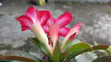 Güzel Frangipani (Plumeria) çiçekleri yumuşak yapraklar ve tatlı bir koku ile açar, barışı ve tropikal güzelliği sembolize eder.