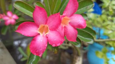 Güzel Frangipani (Plumeria) çiçekleri yumuşak yapraklar ve tatlı bir koku ile açar, barışı ve tropikal güzelliği sembolize eder.