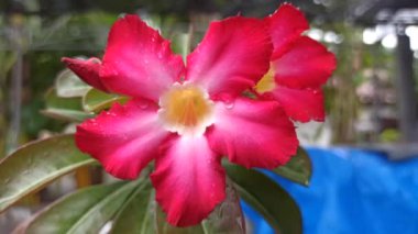 Güzel Frangipani (Plumeria) çiçekleri yumuşak yapraklar ve tatlı bir koku ile açar, barışı ve tropikal güzelliği sembolize eder.