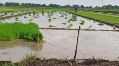 Islak çeltik tarlalarına ekilen pirinç fideleri, tropikal tarım yaşamında pirinç yetiştirme mevsiminin başlangıcını simgeliyor..