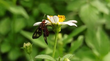 Amatha huebneri güvesi bir papatya çiçeğine tünemiş, canlı renkler ve narin ayrıntıları sakin bir doğal ortamda gösteriyor..