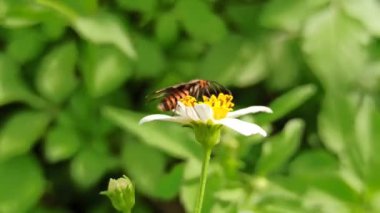 Amatha huebneri güvesi bir papatya çiçeğine tünemiş, canlı renkler ve narin ayrıntıları sakin bir doğal ortamda gösteriyor..