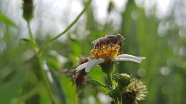 Papatya çiçeğinin üzerinde nektarla beslenen bir sinek, tozlaşmanın küçük detaylarını ve doğanın güzelliğini gösteriyor..
