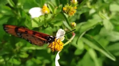 Papatya çiçeğinin üzerinde dinlenen bir kelebek. Parlak, huzurlu bir bahçede narin kanatlar ve doğal uyum gösteriyor..