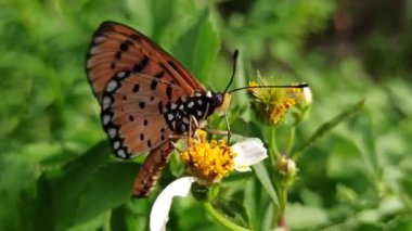 Papatya çiçeğinin üzerinde dinlenen bir kelebek. Parlak, huzurlu bir bahçede narin kanatlar ve doğal uyum gösteriyor..
