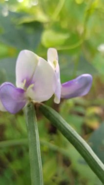 Sarmaşıkta açan güzel uzun fasulye çiçekleri, tropikal tarlalarda büyüyen fasulyelerin başlangıcını gösteren narin beyaz ve mor yaprakları gösteriyor..