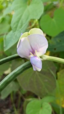 Sarmaşıkta açan güzel uzun fasulye çiçekleri, tropikal tarlalarda büyüyen fasulyelerin başlangıcını gösteren narin beyaz ve mor yaprakları gösteriyor..