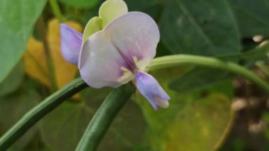 Sarmaşıkta açan güzel uzun fasulye çiçekleri, tropikal tarlalarda büyüyen fasulyelerin başlangıcını gösteren narin beyaz ve mor yaprakları gösteriyor..