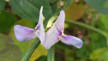 Sarmaşıkta açan güzel uzun fasulye çiçekleri, tropikal tarlalarda büyüyen fasulyelerin başlangıcını gösteren narin beyaz ve mor yaprakları gösteriyor..