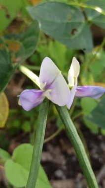 Sarmaşıkta açan güzel uzun fasulye çiçekleri, tropikal tarlalarda büyüyen fasulyelerin başlangıcını gösteren narin beyaz ve mor yaprakları gösteriyor..