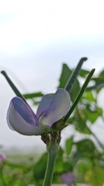 Sarmaşıkta açan güzel uzun fasulye çiçekleri, tropikal tarlalarda büyüyen fasulyelerin başlangıcını gösteren narin beyaz ve mor yaprakları gösteriyor..