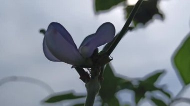 Sarmaşıkta açan güzel uzun fasulye çiçekleri, tropikal tarlalarda büyüyen fasulyelerin başlangıcını gösteren narin beyaz ve mor yaprakları gösteriyor..
