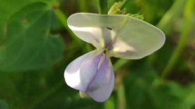 Sarmaşıkta açan güzel uzun fasulye çiçekleri, tropikal tarlalarda büyüyen fasulyelerin başlangıcını gösteren narin beyaz ve mor yaprakları gösteriyor..