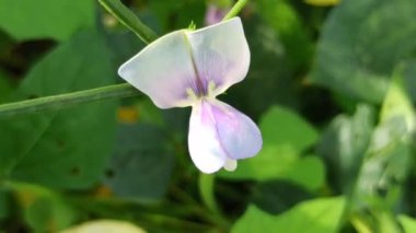 Sarmaşıkta açan güzel uzun fasulye çiçekleri, tropikal tarlalarda büyüyen fasulyelerin başlangıcını gösteren narin beyaz ve mor yaprakları gösteriyor..