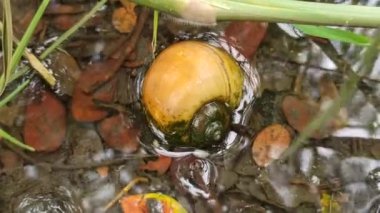 Pirinç tarlalarındaki altın elma salyangozu. Tropikal tarım alanlarındaki genç pirinç bitkilerine zarar veren zararlı bir böcek olarak bilinir..