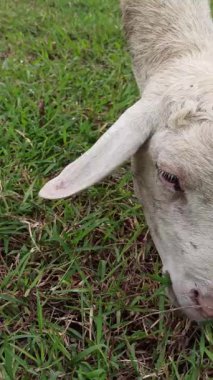 Ağır hamile bir keçi uzanmış, sakince taze yeşil çimlerde otluyor, huzurlu bir çiftlik hayatı ve annelik sükunetini somutlaştırıyor..