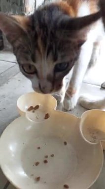 Büyük gözleri ve şakacı ifadesiyle sevimli ve büyüleyici kişiliğini yakalayan sevimli bir kedi. Yürek ısıtan anlar için mükemmel..