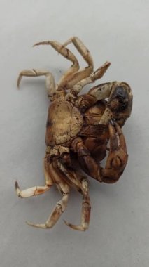 Çamurlu topraklarda yatan ölü bir pirinç tarlası yengeci doğal çürümeyi ve kırsal sulak arazi ekosistemlerinin acı gerçekliğini gösteriyor..