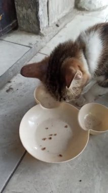 Büyük gözleri ve şakacı ifadesiyle sevimli ve büyüleyici kişiliğini yakalayan sevimli bir kedi. Yürek ısıtan anlar için mükemmel..
