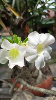 Zarif beyaz frangipani çiçekleri, narin taç yaprakları saflık ve tropik cazibe yayıyor, sakin bahçe sahneleri için mükemmel..