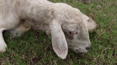 Zayıf, hasta bir keçi sessiz bir alanda yavaş yavaş yeşil çimlerde otlar, hastalık belirtileri gösterir, ama yine de çevresindeki sakinlikle beslenmeye çalışır.