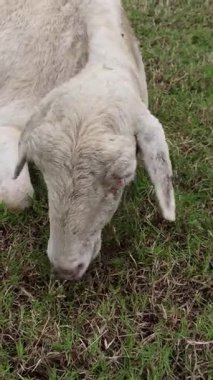 Zayıf, hasta bir keçi sessiz bir alanda yavaş yavaş yeşil çimlerde otlar, hastalık belirtileri gösterir, ama yine de çevresindeki sakinlikle beslenmeye çalışır.
