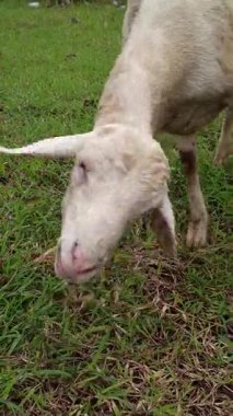 Keçiler geleneksel çiftçiliğin bir parçası olarak açık otlaklarda özgürce otlarlar, kırsal bölgelerde sağlıklı çiftlik hayvanları yetiştirmek için doğal ve düşük maliyetli bir yol sunarlar.