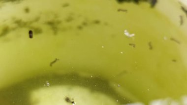 Durgun sularda yüzen sivrisinek larvaları, tropik ortamlarda sivrisineklerin erken yaşam evrelerini gösteriyor..