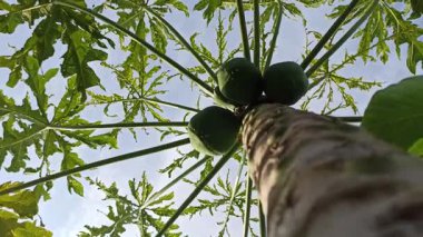 Büyük yeşil yapraklı ve gelişmekte olan meyveli Papaya bitkisi, tropikal güneş ışığında gelişiyor, canlı bir bahçede veya çiftlikte yemyeşil bir büyüme sergiliyor.