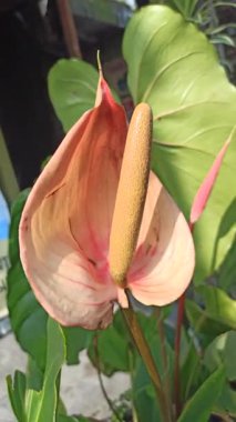 Caladium 'un Çarpıcı Güzelliği Doğal Işıkta Bırakıyor