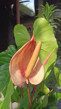 Caladium 'un Çarpıcı Güzelliği Doğal Işıkta Bırakıyor