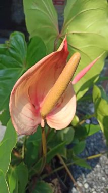 Caladium 'un Çarpıcı Güzelliği Doğal Işıkta Bırakıyor