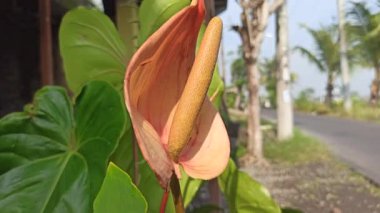 Caladium 'un Çarpıcı Güzelliği Doğal Işıkta Bırakıyor