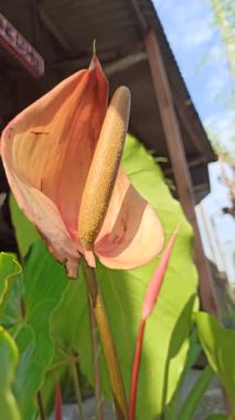 Caladium 'un Çarpıcı Güzelliği Doğal Işıkta Bırakıyor