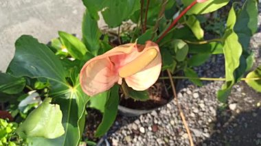 Caladium 'un Çarpıcı Güzelliği Doğal Işıkta Bırakıyor